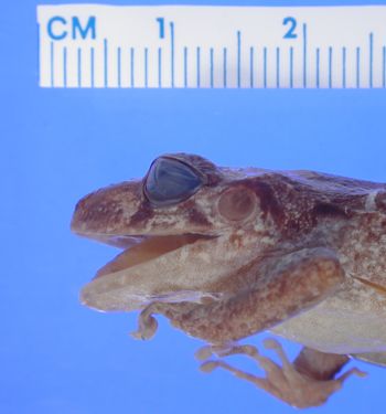 Media type: image; Herpetology A-11126